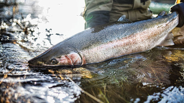 Immortal Centerpin Rod Blanks.