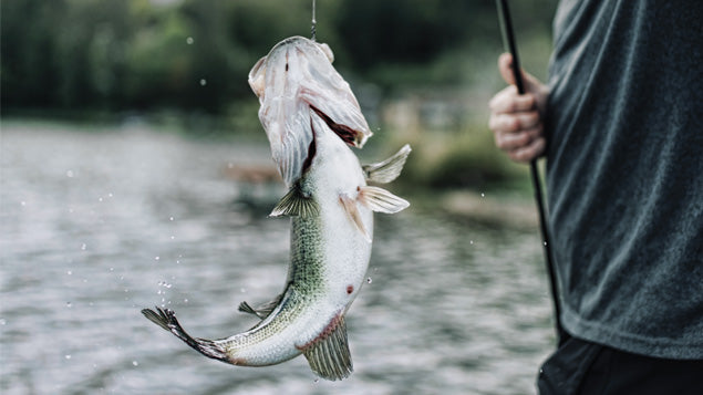 RX6 standard modulus (33 million) high strain rate graphite. Moderate-fast through extrafast actions depending on models. Out performs many blanks selling for two-three times more. Six different models available. Clear gloss finish. Limited lifetime warranty.